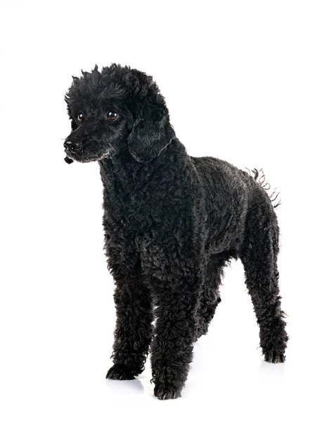 Black Poodle Front White Background — Stock Photo, Image