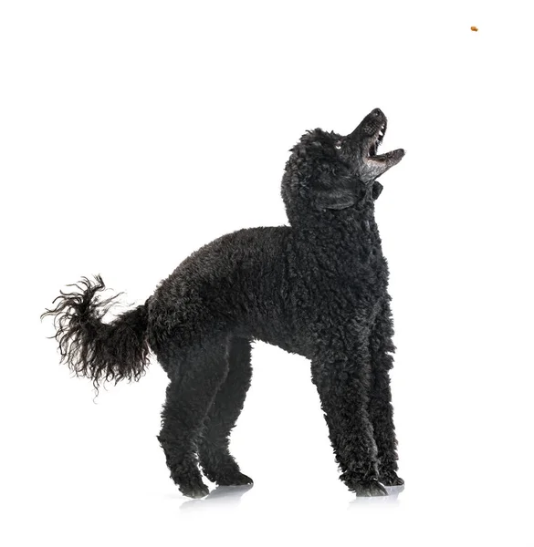 Poodle Preto Frente Fundo Branco — Fotografia de Stock