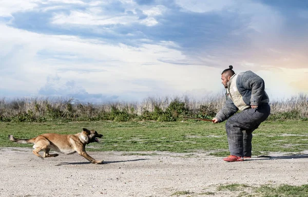 Giovane Pastore Belga Formazione Nella Natura Sicurezza — Foto Stock