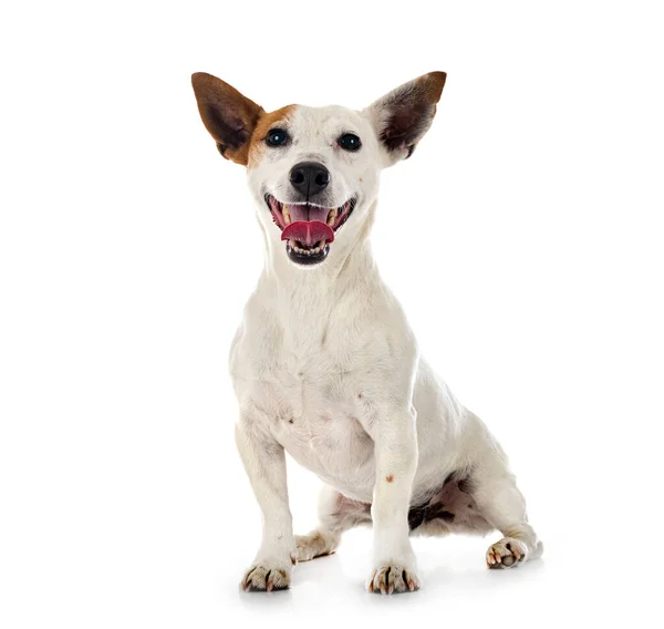 Jack Russel Terrier Framför Vit Bakgrund — Stockfoto