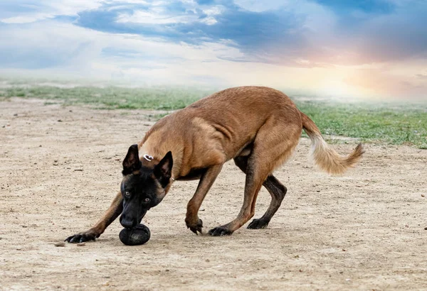 Young Belgian Shepherd Training Nature Security — Stock Photo, Image