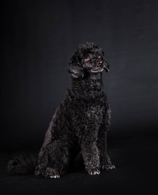 Siyah arka planda siyah kaniş