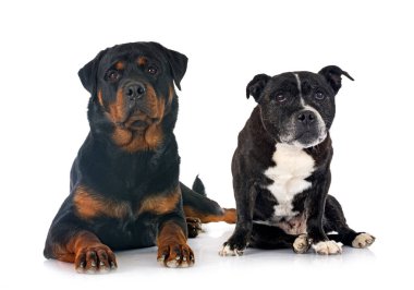 Stamfordshire Boğa Teriyeri ve Rottweiler beyaz arka planda