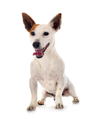 Beyaz arkaplan önünde jack russel terrier