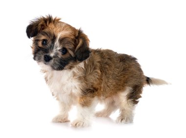 Yavru Lhasa Apso beyaz arkaplanın önünde