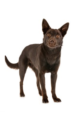 Avustralya Kelpie 'si beyaz arkaplan önünde