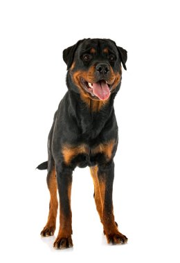 Beyaz arkaplan önünde safkan rottweiler
