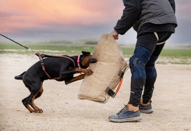 Genç Dobermann doğada korunma eğitimi alıyor. 