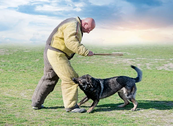 灰色德国牧羊犬的安全和保卫训练 — 图库照片