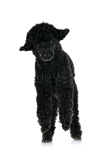 Black Poodle Front White Background — Stock Photo, Image