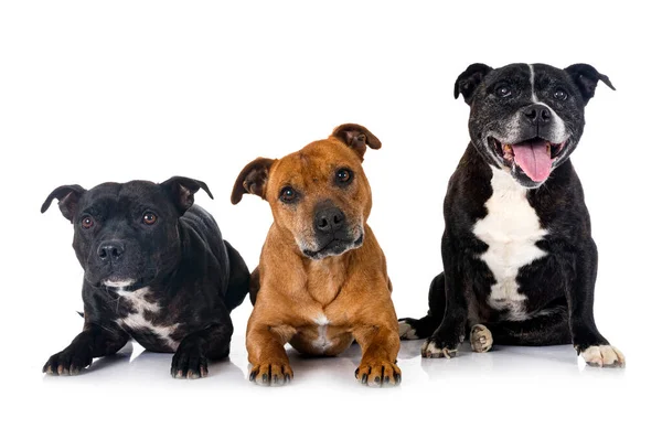 Staffordshire Bull Terriers Frente Fundo Branco — Fotografia de Stock