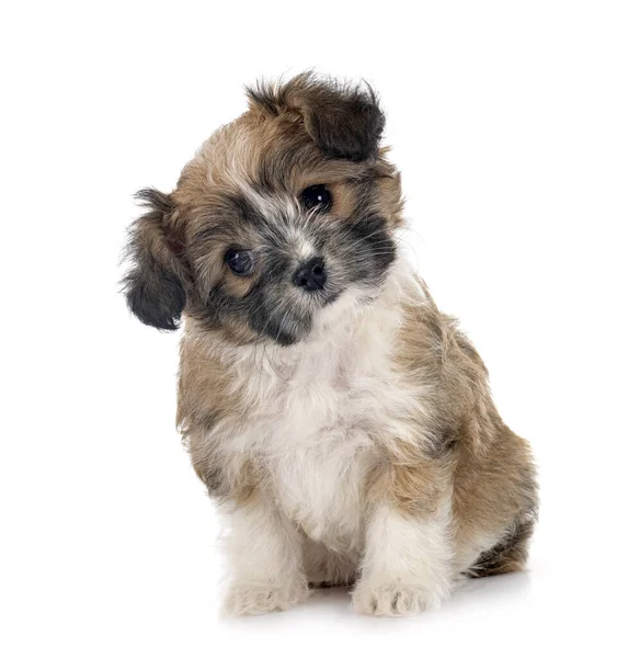 Filhote Cachorro Lhasa Apso Frente Fundo Branco — Fotografia de Stock