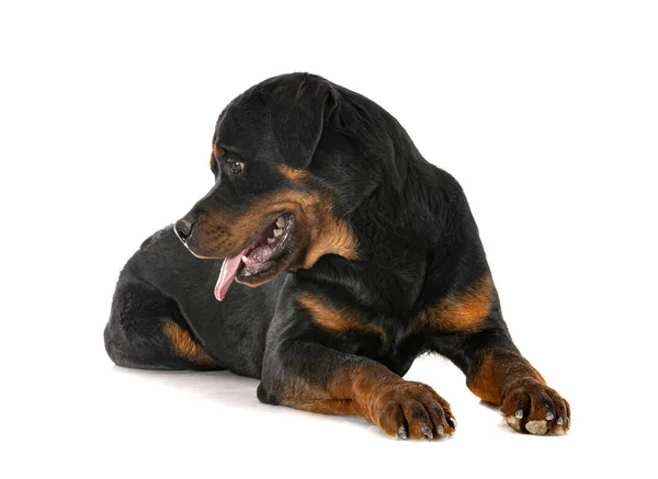 白色背景前的纯种Rottweiler — 图库照片