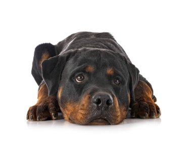 Beyaz arkaplan önünde safkan rottweiler