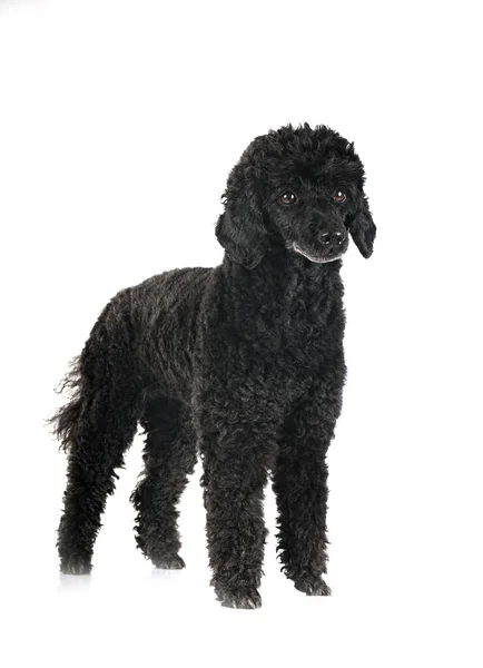 Black Poodle Front White Background — Stock Photo, Image