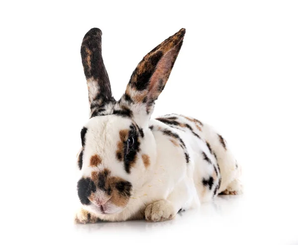 Beyaz Arkaplanın Önünde Rex Rabbit — Stok fotoğraf