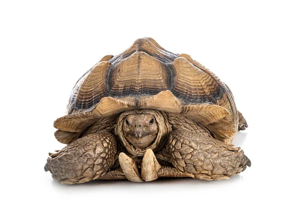 Afrikaanse Aangespoord Schildpad Voorkant Van Witte Achtergrond — Stockfoto