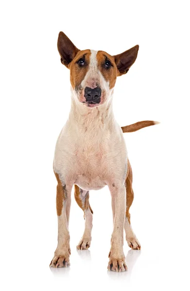 Bull Terrier Front White Background — Stock Photo, Image