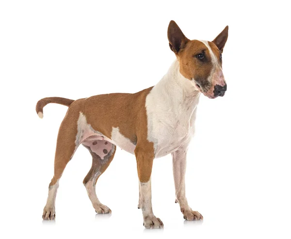 Bull Terrier Frente Fundo Branco — Fotografia de Stock