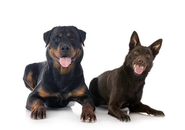 Australijski Kelpie Rottweiler Przed Białym Tle — Zdjęcie stockowe