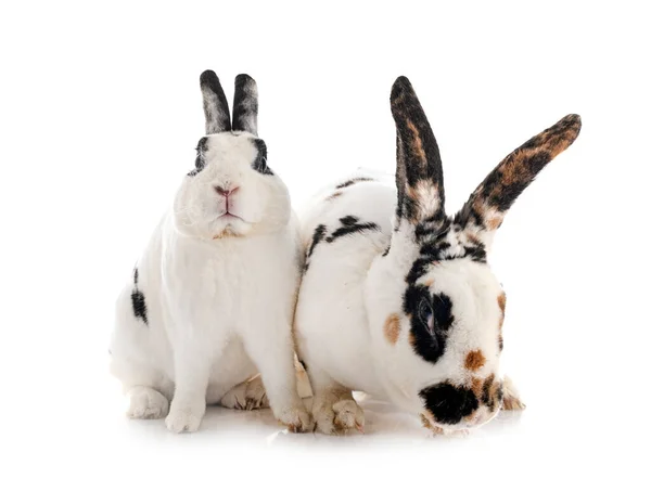 Rex Rabbits Front White Background — Stock Photo, Image