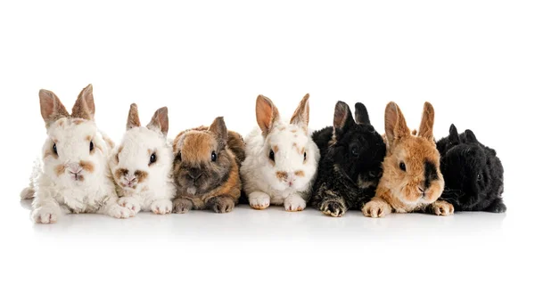 Rex Rabbits Front White Background — Stock Photo, Image