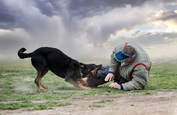 Cane Pastore Beauce Formazione Nella Natura Sicurezza — Foto Stock