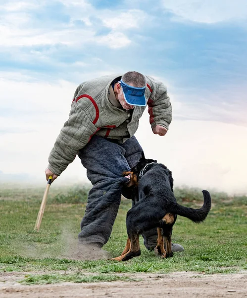 来自Beauce的牧羊犬 接受过关于安全性质的培训 — 图库照片