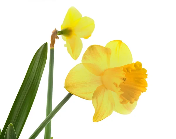 Narcissus Jonquilla Vor Weißem Hintergrund — Stockfoto