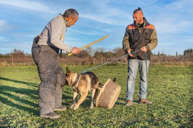 Gri Alman çoban köpeği yazın doğada antrenman yapıyor.