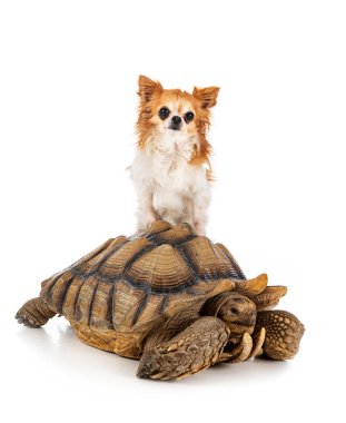 Beyaz arka planda Afrika kaplumbağası ve chihuahua gümbürtüsü