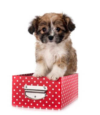 Yavru Lhasa Apso beyaz arkaplanın önünde