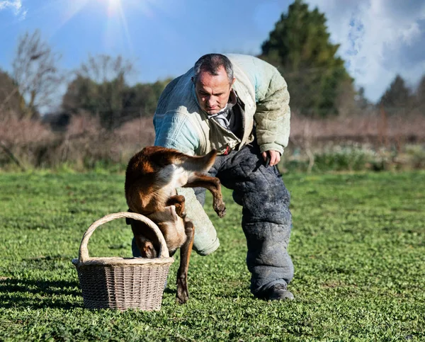 年轻的比利时牧羊人在自然安全方面的训练 — 图库照片