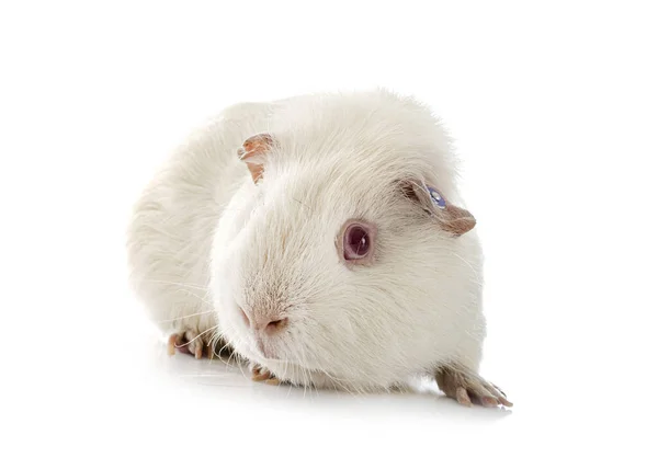 Cavia Voor Witte Achtergrond — Stockfoto