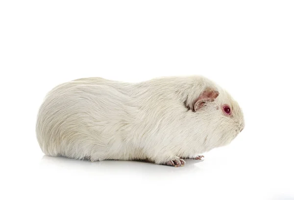 Cavia Voor Witte Achtergrond — Stockfoto