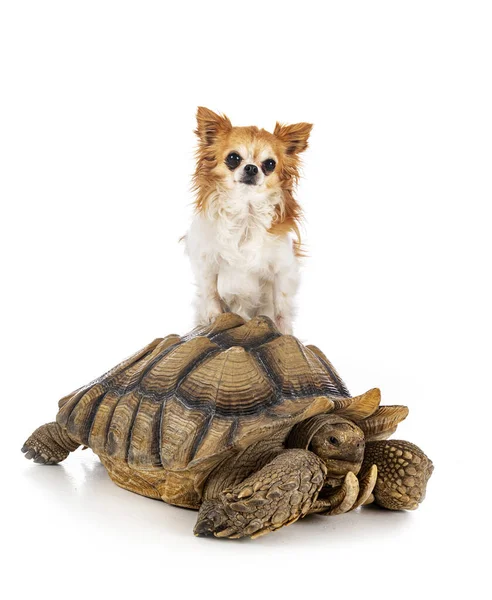 Beyaz arka planda Afrika kaplumbağası ve chihuahua gümbürtüsü