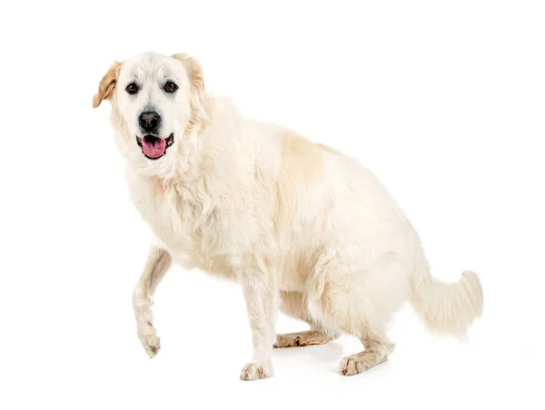 Pyrenean Mountain Dog Frente Fundo Branco — Fotografia de Stock