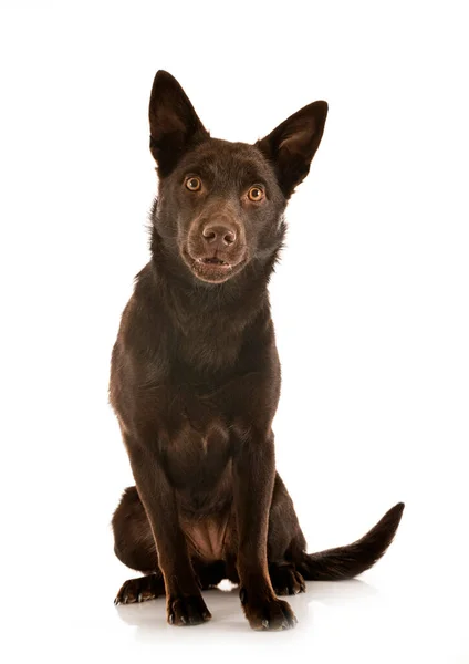 Australian Kelpie Front White Background — Stock Photo, Image