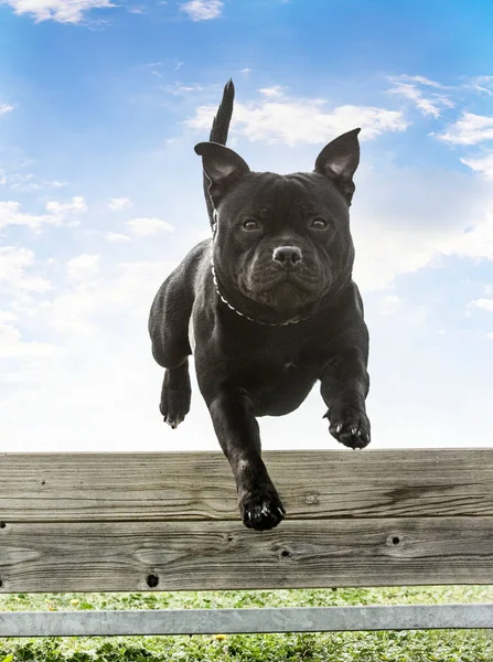 Staffordshire Tjur Terrier Hoppar Fans För Lydnad Disciplin — Stockfoto