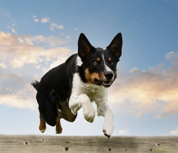 Formazione Collie Confine Una Recinzione Disciplina Obbedienza — Foto Stock