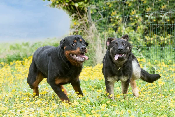 Köpek Yavrusu Alman Çoban Köpeği Rottweiler Doğada Koşuyor — Stok fotoğraf