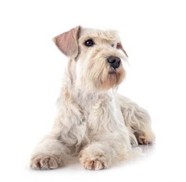 beyaz arkaplan önünde beyaz minyatür schnauzer