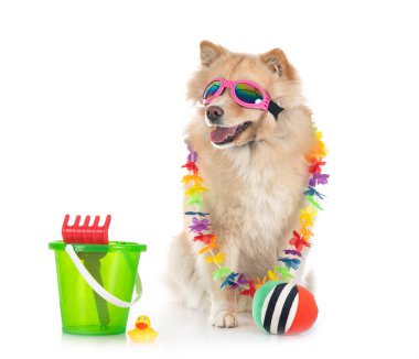 Beyaz arkaplan önünde Fince Lapphund