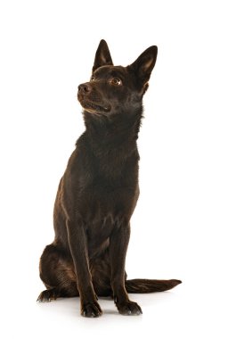 Avustralya Kelpie 'si beyaz arkaplan önünde