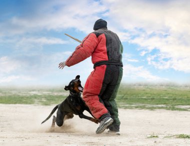 Genç Dobermann doğada korunma eğitimi alıyor. 