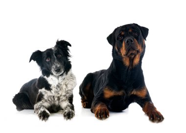 kenarlık çoban köpeği ve rottweiler beyaz arkaplan önünde