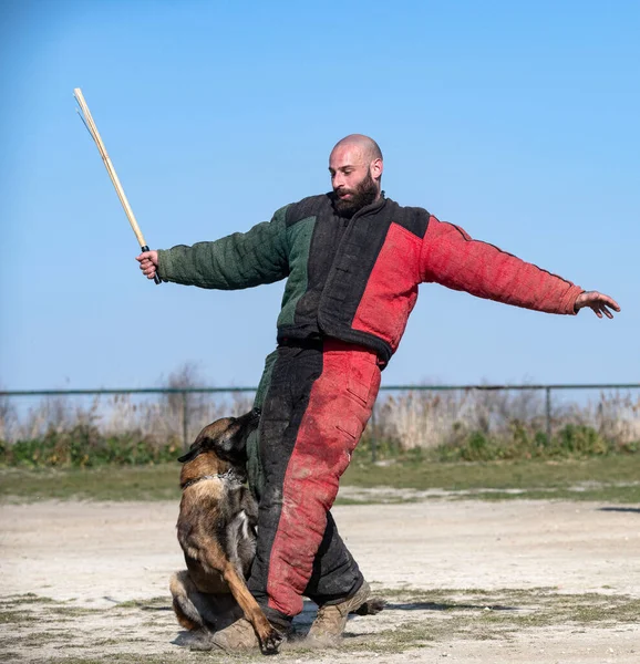 Junger Belgischer Schäferhund Der Der Natur Für Sicherheit Trainiert — Stockfoto