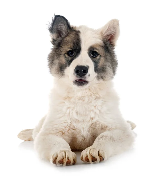 Joven Yakutian Laika Delante Fondo Blanco — Foto de Stock