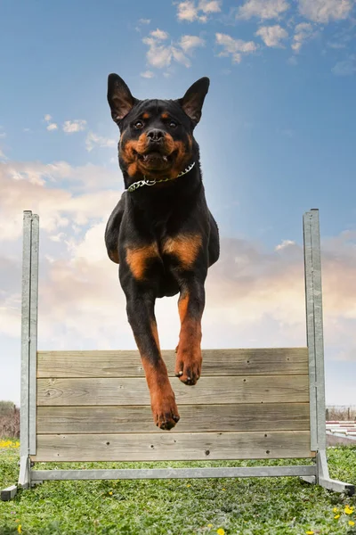 Entrenamiento Para Rottweiler Una Valla Para Disciplina Obediencia —  Fotos de Stock