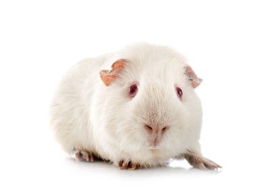 kobay beyaz arka plan önünde